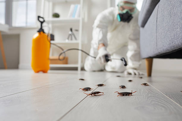 Trusted Rodent Control service in Shelby, MI - Nex Pest Control